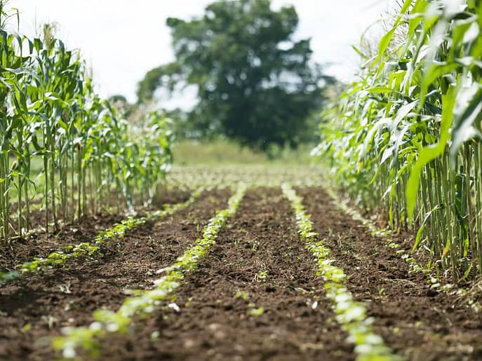 Global food prices slightly decline as sugar, meat, and cereal prices drop, according to FAO report