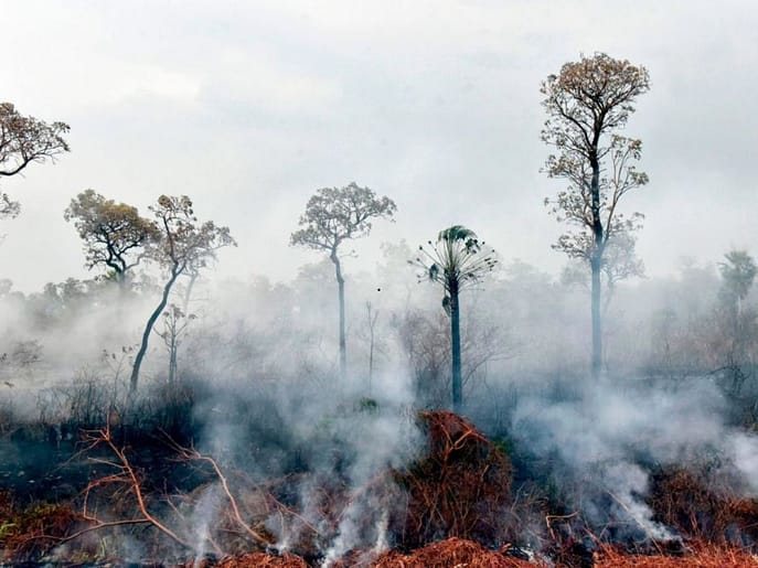 Forest engulfed in wildfires